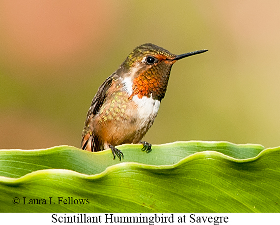Scintillant Hummingbird - © Laura L Fellows and Exotic Birding LLC Scintillant Hummingbird - © Laura L Fellows and Exotic Birding LLC