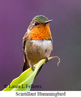 Scintillant Hummingbird - © Laura L Fellows and Exotic Birding LLC Scintillant Hummingbird - © Laura L Fellows and Exotic Birding LLC