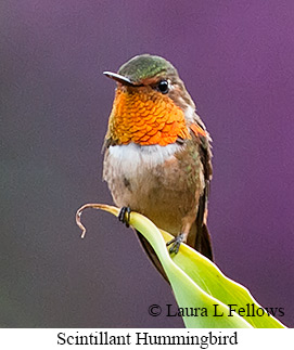 Scintillant Hummingbird - © Laura L Fellows and Exotic Birding LLC