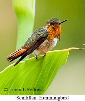 Scintillant Hummingbird - &copy; Laura L Fellows and Exotic Birding LLC