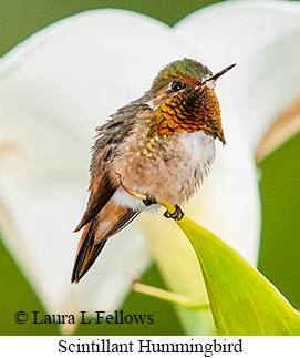 Scintillant Hummingbird - &copy; Laura L Fellows and Exotic Birding LLC