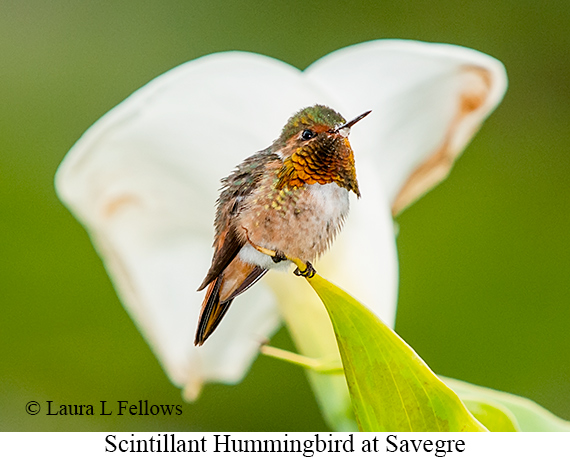 Scintillant Hummingbird - © Laura L Fellows and Exotic Birding LLC