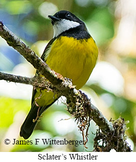 Sclater's Whistler - © James F Wittenberger and Exotic Birding LLC