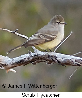Scrub Flycatcher - © James F Wittenberger and Exotic Birding LLC Scrub Flycatcher - © James F Wittenberger and Exotic Birding LLC