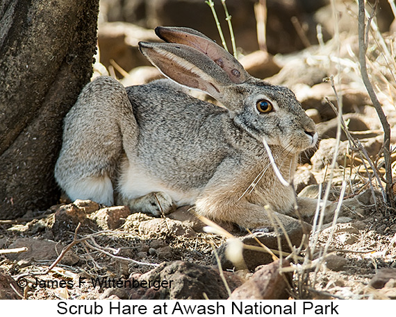Scrub Hare - © The Photographer and Exotic Birding LLC