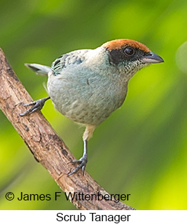 Scrub Tanager - © James F Wittenberger and Exotic Birding LLC