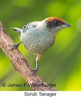 Scrub Tanager - © James F Wittenberger and Exotic Birding LLC Scrub Tanager - © James F Wittenberger and Exotic Birding LLC