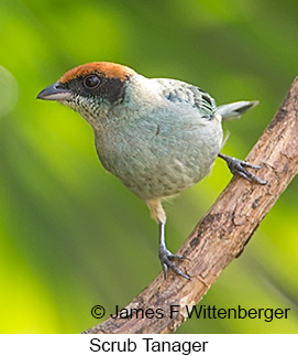 Scrub Tanager - © James F Wittenberger and Exotic Birding LLC