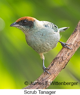 Scrub Tanager - © James F Wittenberger and Exotic Birding LLC Scrub Tanager - © James F Wittenberger and Exotic Birding LLC