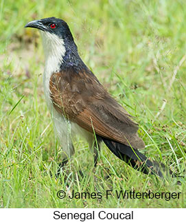 Senegal Coucal - © James F Wittenberger and Exotic Birding LLC