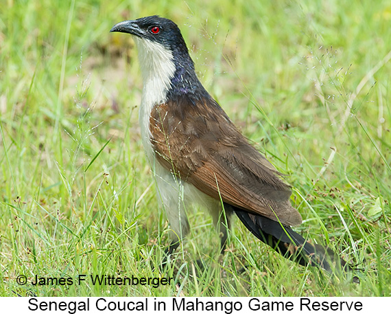 Senegal Coucal - © James F Wittenberger and Exotic Birding LLC