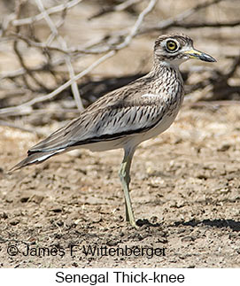 Senegal Thick-knee - © James F Wittenberger and Exotic Birding LLC