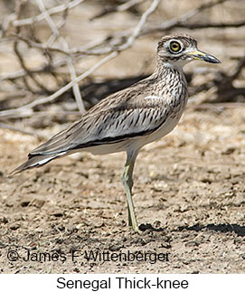 Senegal Thick-knee - © James F Wittenberger and Exotic Birding LLC Senegal Thick-knee - © James F Wittenberger and Exotic Birding LLC