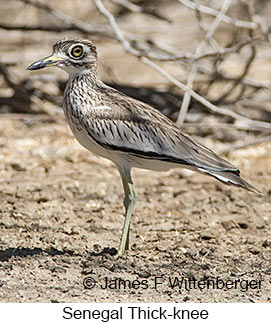 Senegal Thick-knee - © James F Wittenberger and Exotic Birding LLC Senegal Thick-knee - © James F Wittenberger and Exotic Birding LLC