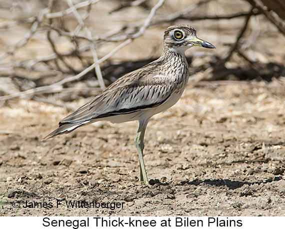 Senegal Thick-knee - © James F Wittenberger and Exotic Birding LLC Senegal Thick-knee - © James F Wittenberger and Exotic Birding LLC