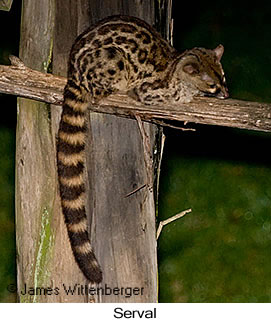 Serval - © James F Wittenberger and Exotic Birding LLC