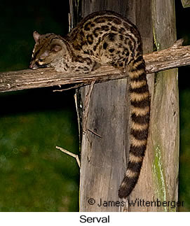 Serval - © James F Wittenberger and Exotic Birding Tours Serval - © James F Wittenberger and Exotic Birding Tours
