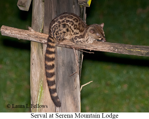 Serval - © James F Wittenberger and Exotic Birding LLC