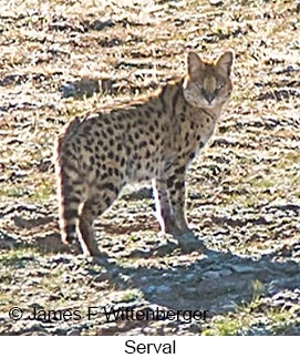 Serval - &copy; James F Wittenberger and Exotic Birding LLC