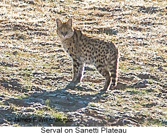 Serval - © James F Wittenberger and Exotic Birding LLC