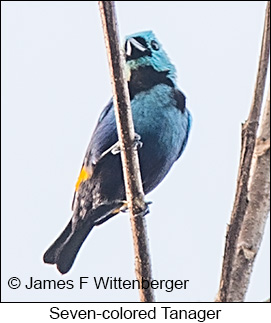 Seven-colored Tanager - © James F Wittenberger and Exotic Birding LLC