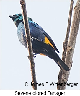Seven-colored Tanager - © James F Wittenberger and Exotic Birding LLC