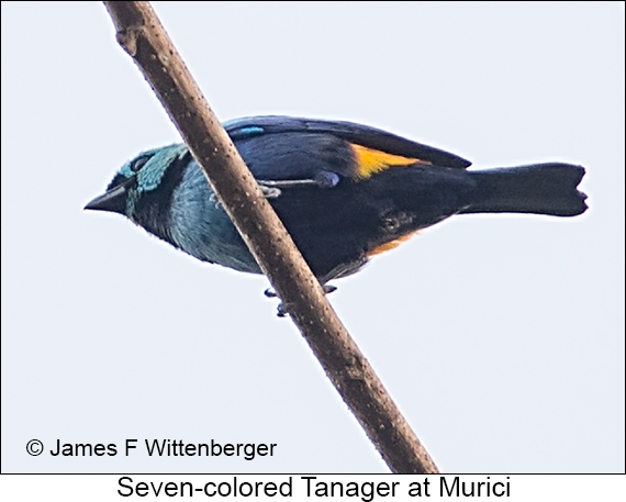 Seven-colored Tanager - © James F Wittenberger and Exotic Birding LLC Seven-colored Tanager - © James F Wittenberger and Exotic Birding LLC
