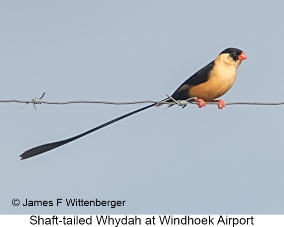 Shaft-tailed Whydah - © James F Wittenberger and Exotic Birding LLC Shaft-tailed Whydah - © James F Wittenberger and Exotic Birding LLC
