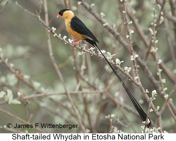 Shaft-tailed Whydah - © James F Wittenberger and Exotic Birding LLC