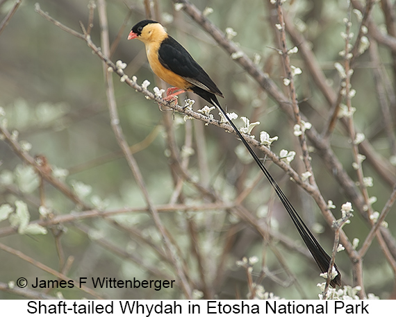 Shaft-tailed Whydah - © James F Wittenberger and Exotic Birding LLC Shaft-tailed Whydah - © James F Wittenberger and Exotic Birding LLC