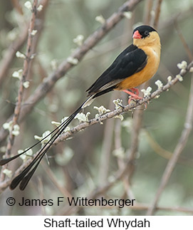 Shaft-tailed Whydah - © James F Wittenberger and Exotic Birding LLC Shaft-tailed Whydah - © James F Wittenberger and Exotic Birding LLC