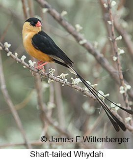 Shaft-tailed Whydah - © James F Wittenberger and Exotic Birding LLC