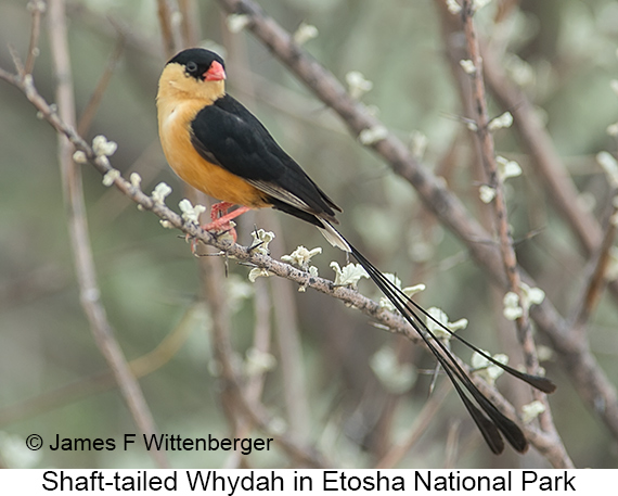 Shaft-tailed Whydah - © James F Wittenberger and Exotic Birding LLC