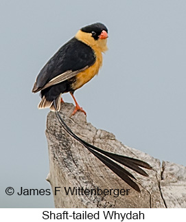 Shaft-tailed Whydah - © James F Wittenberger and Exotic Birding LLC