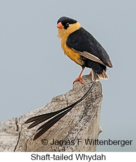 Shaft-tailed Whydah - © James F Wittenberger and Exotic Birding LLC Shaft-tailed Whydah - © James F Wittenberger and Exotic Birding LLC