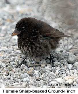 Sharp-beaked Ground-Finch - &copy; Laura L Fellows and Exotic Birding Tours