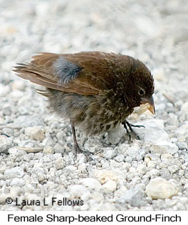 Sharp-beaked Ground-Finch - &copy; Laura L Fellows and Exotic Birding Tours