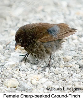 Sharp-beaked Ground-Finch - © Laura L Fellows and Exotic Birding LLC