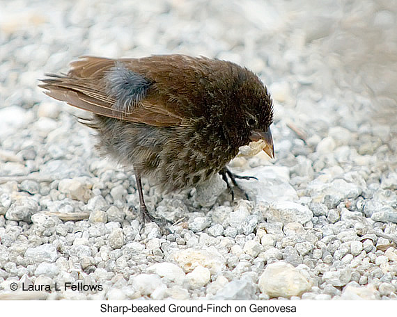 Sharp-beaked Ground-Finch - © Laura L Fellows and Exotic Birding LLC
