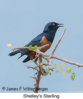 Shelley's Starling - © James F Wittenberger and Exotic Birding LLC