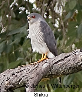 Shikra - © James F Wittenberger and Exotic Birding LLC