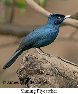 Shining Flycatcher - © James F Wittenberger and Exotic Birding LLC