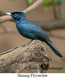 Shining Flycatcher - © James F Wittenberger and Exotic Birding LLC Shining Flycatcher - © James F Wittenberger and Exotic Birding LLC