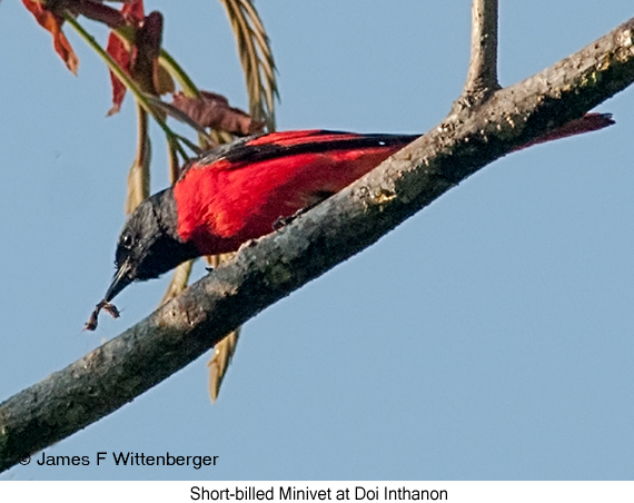 Short-billed Minivet - © James F Wittenberger and Exotic Birding LLC