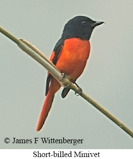 Short-billed Minivet - © James F Wittenberger and Exotic Birding LLC