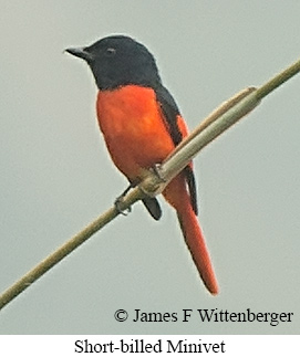 Short-billed Minivet - © James F Wittenberger and Exotic Birding LLC