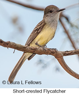 Short-crested Flycatcher - © Laura L Fellows and Exotic Birding LLC