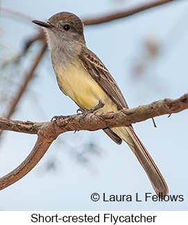 Short-crested Flycatcher - © Laura L Fellows and Exotic Birding LLC Short-crested Flycatcher - © Laura L Fellows and Exotic Birding LLC