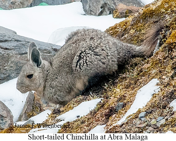 Short-tailed Chinchilla - © James F Wittenberger and Exotic Birding LLC