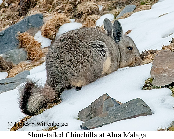 Short-tailed Chinchilla - © James F Wittenberger and Exotic Birding LLC